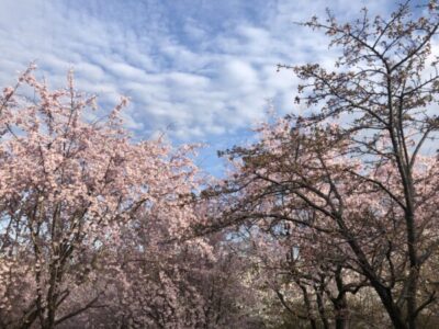 大橋の満開の桜の画像
